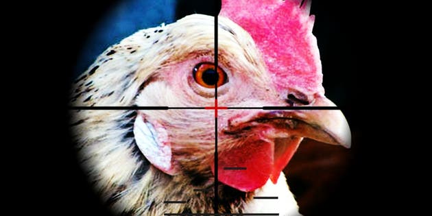 The surprisingly complicated history of chickens in Counter-Strike ...