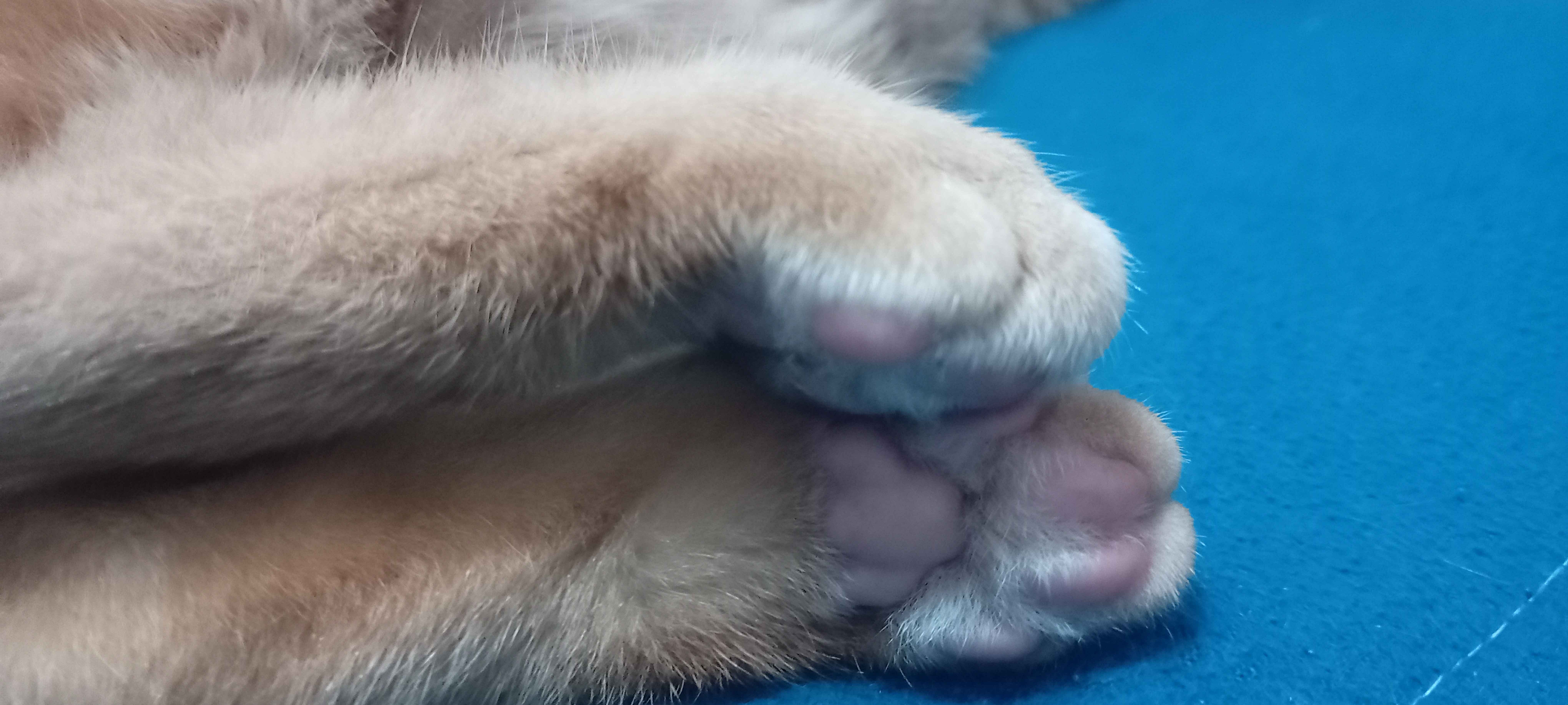 Profile hero image for FancyShibe