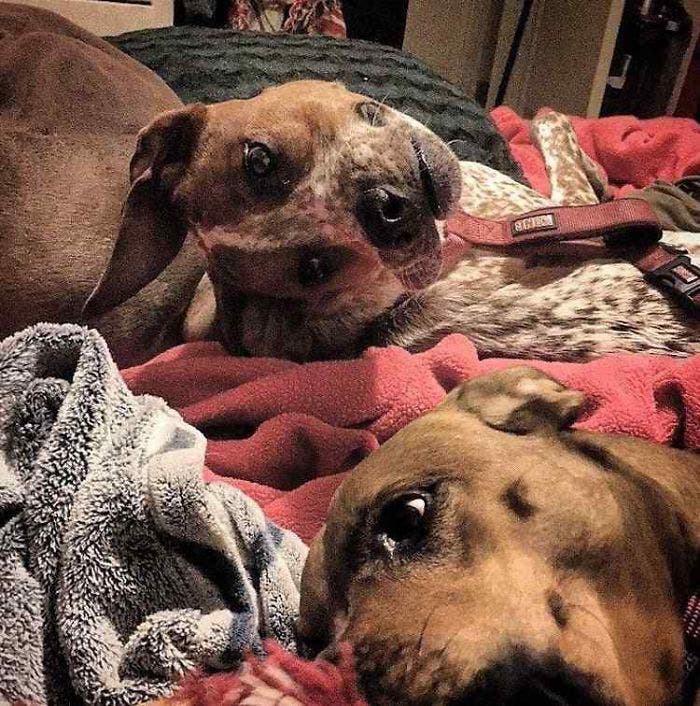 Pareidolia, just that