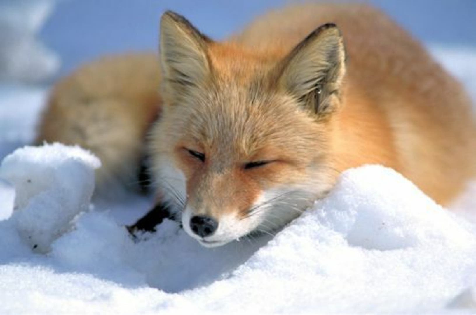 Profile hero image for Fox-hound